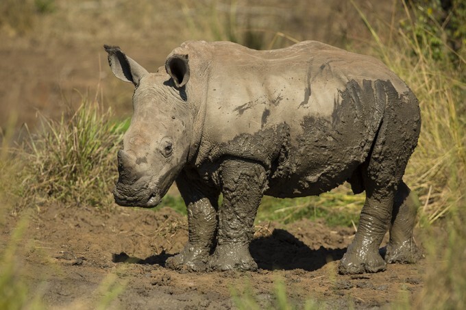White rhinoceros young